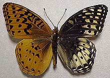Speyeria nokomis appacheana gynandromorph (Internet Image property of respective owner, non-commercial use only)
